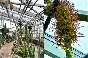 VDU Botanikos sode pražydo „šimtmečio augalas“: žiedą išskleidė įspūdinga agava