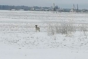 Kruvinos skerdynės Kėdainių rajone: į sodybą atklydęs šuo pjovė vieną augintinę po kitos