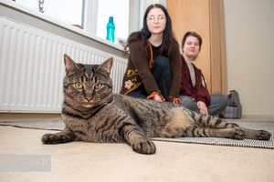 Laukinės katės atstumtas kačiukas neturėjo jokių šansų išgyventi, tačiau atsitiktinumas pakeitė jo likimą