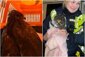 Rokiškio raj. pareigūnų pagalbos prireikė sparnuočiui: gelbėjo sušalusį suopį