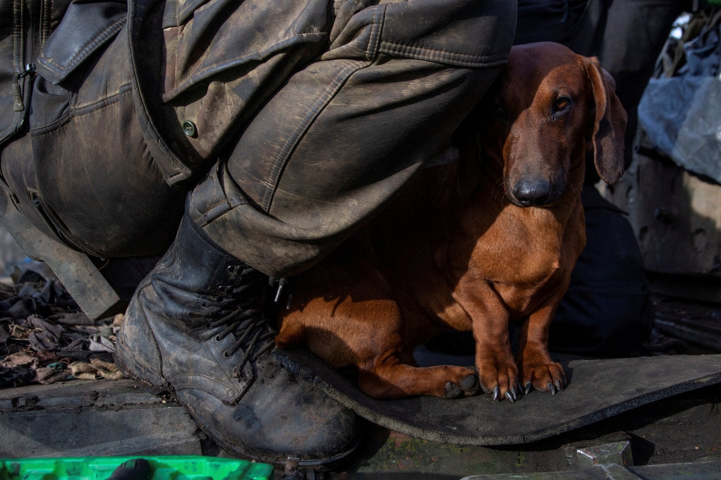  Karas Ukrainoje. Šuo.<br> Reuters/Scanpix nuotr.