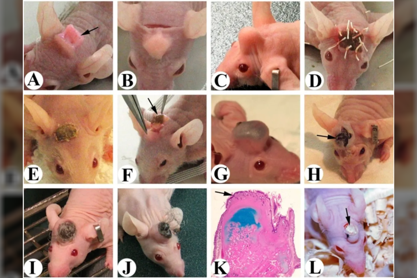 Mokslininkai, į pelės genomą įterpę elnio genus, pelėms išaugino mažus ragus.<br>„Journal of Regenerative Biology and Medicine“ nuotr.
