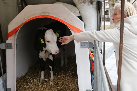  Ūkininkai prie Vyriausybės atsivežė karvę.<br> R.Danisevičiaus nuotr.