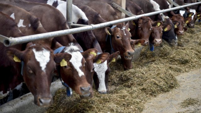 Ūkininkų atstovai atsikirto į ministerijos siūlymus: pasakė, ką galvoja apie išmokas už karvę