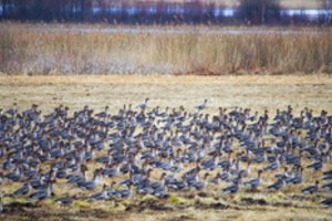 Žuvinto biosferos rezervate užfiksuotas rekordinis kiekis žąsų: suskaičiuota daugiau nei 38 tūkst. sparnuočių