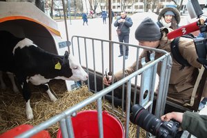 Pieno ūkininkai rengs dar vieną protesto akciją prie Seimo: nemokamai dalins pieną, sieks susitikti su I. Šimonyte