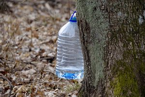 Jau kapsi klevų sula: primena, ką reikia žinoti norint išvengti baudos