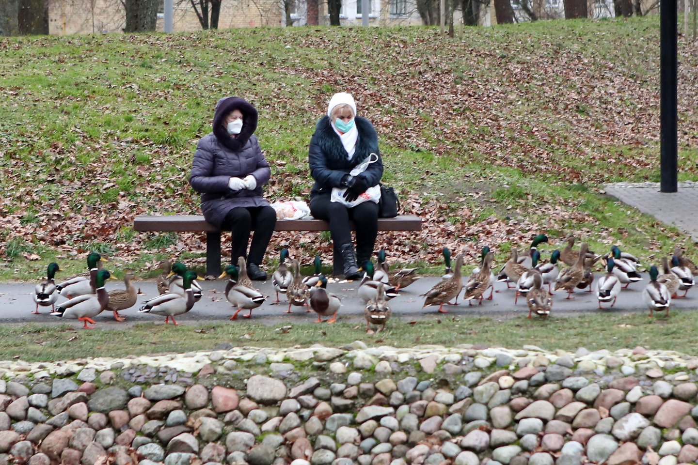 Antys, Dainavos parkas, šeria paukščius, gamta, karantinas, orai, senjorės, moterys, pensija, pensininkės<br>M.Patašiaus nuotr.