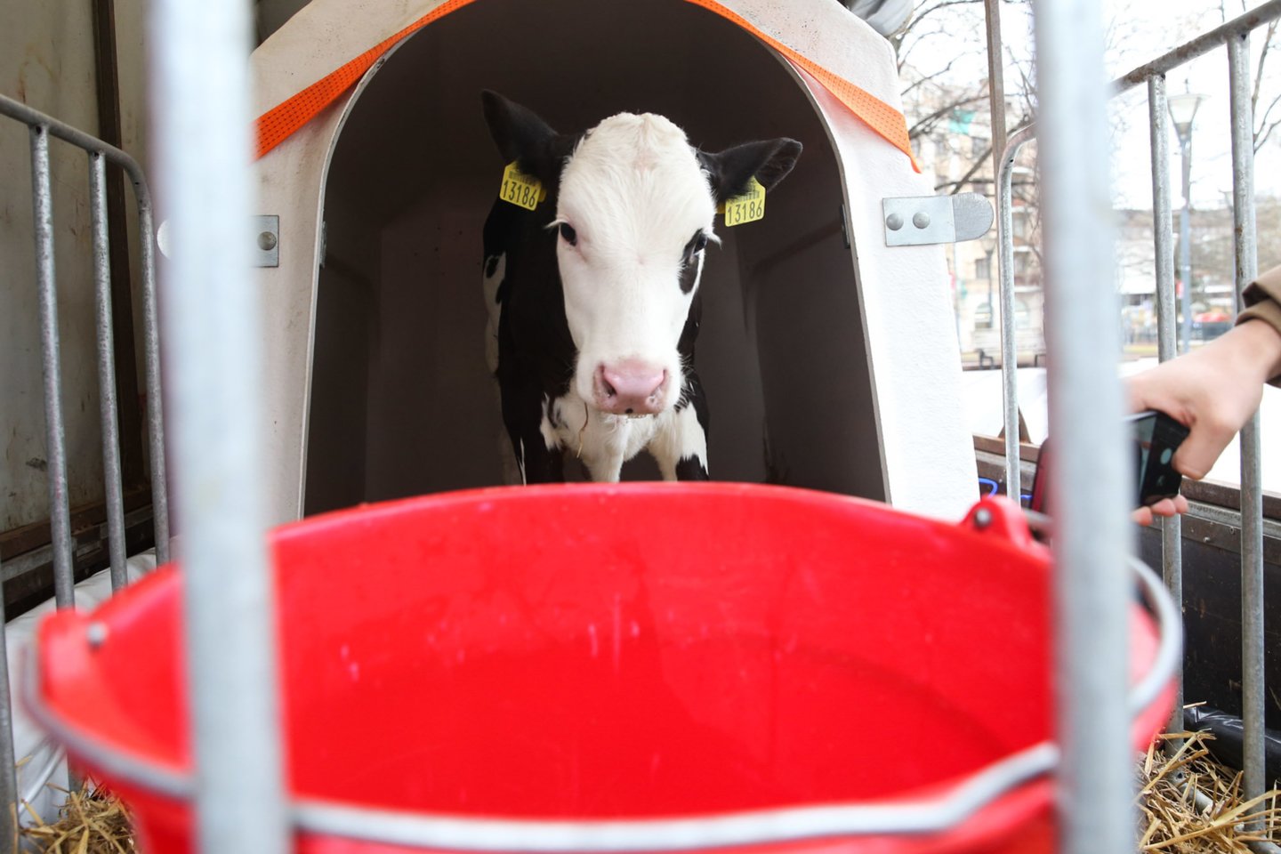 Krentančiomis pieno supirkimo kainomis nepatenkinti ūkininkai kovo 23 dieną planuoja didelę protesto akciją prie Seimo.<br>R.Danisevičiaus nuotr.