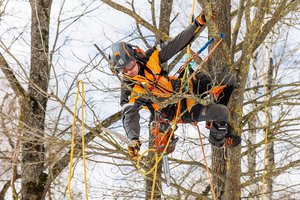 Arboristas pataria, kaip įvertinti brandžių medžių būklę: dažnai pavojus galima pastebėti plika akimi