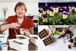 Gėlių pusvelčiui galite užsiauginti visai vasarai: 5 žingsniai – ir sutaupysite krūvą pinigų