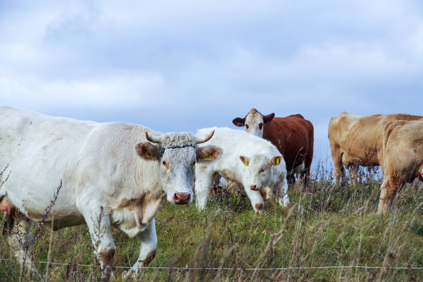 Atsižvelgiant į skirtingas valstybių narių pozicijas sutarta, kad į direktyvos taikymo sritį bus įtraukiami ūkiai, kuriuose laikoma 350 ar daugiau sutartinių gyvulių galvijų ir kiaulių.<br>V.Ščiavinsko nuotr.