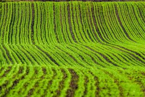 Sėti, užauginti ir nupjauti gali kiekvienas? Ekspertai griauna ūkininkavimo mitus