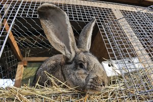 Ragina nepamiršti triušių auginimo: „Stebiuosi, kaip dar nepasiūlyta uždrausti žudyti vištų, kalakutų, kiaulių“