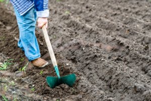 Įspėja sodininkus: dirvožemyje slypi pavojinga liga