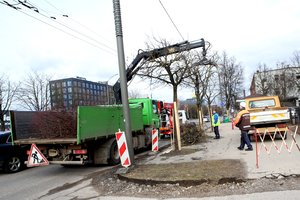 Kauniečiai niršta dėl genimų medžių: Savanorių prospekto liepos jau primena palmes