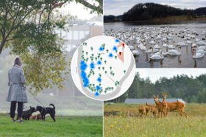 Sukurtas Šančių gamtos žemėlapis: jame – vietos žvejybai, stirnų santalkos bei Nemuno pakrantės turtai