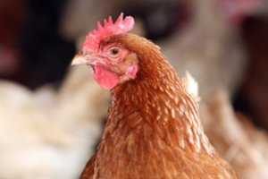 Varėnoje fiksuotas paukščių gripas: aplink laikymo vietą nustatytos apsaugos zonos