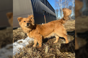 Netinkamomis sąlygomis Vilniuje laikytam šuneliui ieško namų: energingas rudaplaukis jaunuolis gali tapti jūsų šeimos nariu