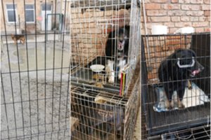 Gyvūnų prieglaudoje „Penkta koja“ VMVT skelbia užfiksavusi žiaurų elgesį su beglobiais: paviešino nuotraukas
