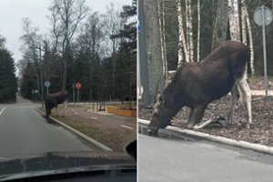 Įspūdingas vaizdas Nidoje: užfiksavo pakelėje atsigaivinti nusprendusį drąsų briedį
