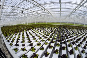 Šiltnamių ūkiams nerimaujant dėl sumažėjusių išmokų, V.Pranckietis siūlo jas apskaičiuoti kitaip