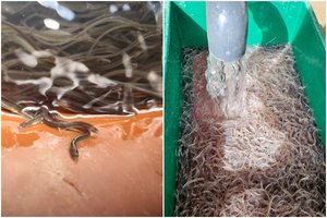 Žuvininkystės tarnybą sėkmingai pasiekė europinių ungurių siunta