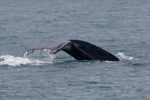 Baltijos jūroje – itin retai regimas vaizdas: išvydę žmonės neslėpė nuostabos