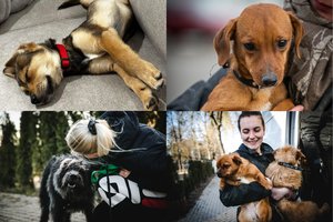 Žiauriu elgesiu su gyvūnais apkaltintos prieglaudos atsakas VMVT: kodėl 6 metus nieko nebuvo daroma?