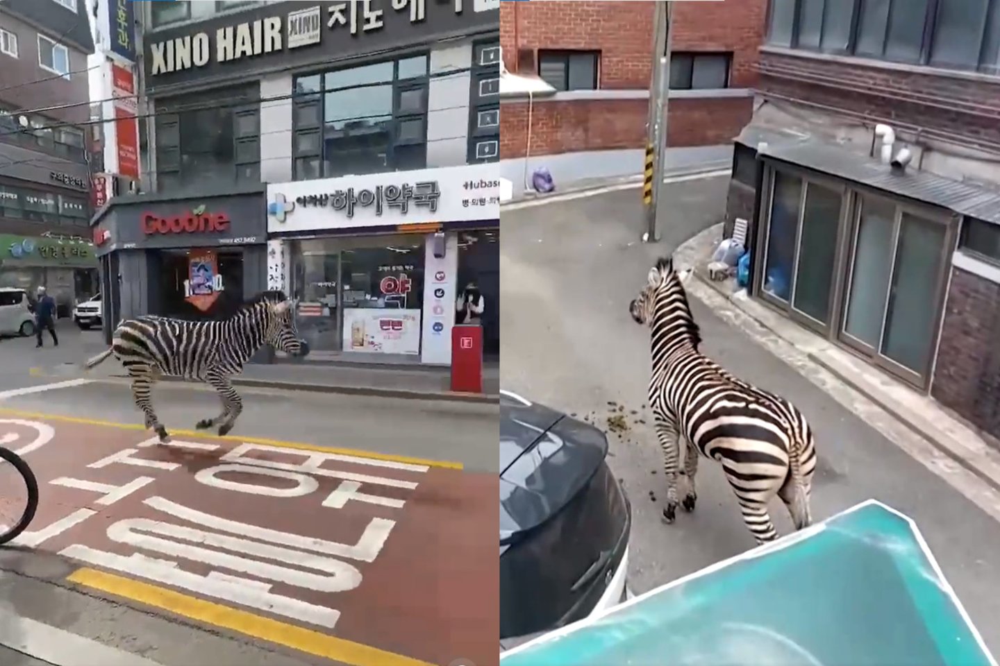 Jaunas zebras kelias valandas vaikščiojo, bėgiojo ir šuoliavo judriomis Seulo gatvėmis, kol gelbėtojai sutramdė gyvūną ir grąžino jį į zoologijos sodą.<br>Stop kadras.