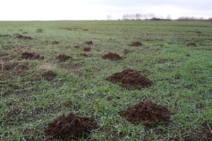 Jūsų kiemą vėl okupavo kurmiai: yra būdas juos iškrapšyti – tai padeda daugeliui  