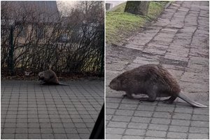 Po Palangą vaikštinėjo netikėtas svečias: specialistas pasakė, ko daryti šiukštu nereikėtų