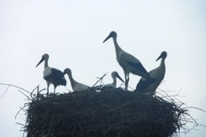 Į Lietuvą grįžtančių gandrų laukia per 100 sutvarkytų lizdų