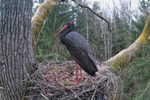 Gandro dieną Lietuvoje sutinka ne tik baltieji gandrai: jau užfiksuoti ir itin reti jų giminaičiai