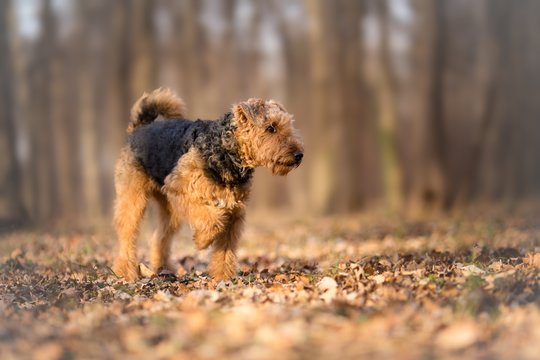 Klaipėdos rajono gyventoja nusprendė įsigyti Erdelio terjerą. Šuniuką pirko jo gyvai net nemačiusi ir dėl to labai pasigailėjo.