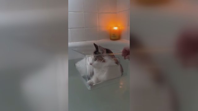 Bijantiems vandens katinams – originali išeitis: šeimininkas sugalvojo kitokį maudynių būdą