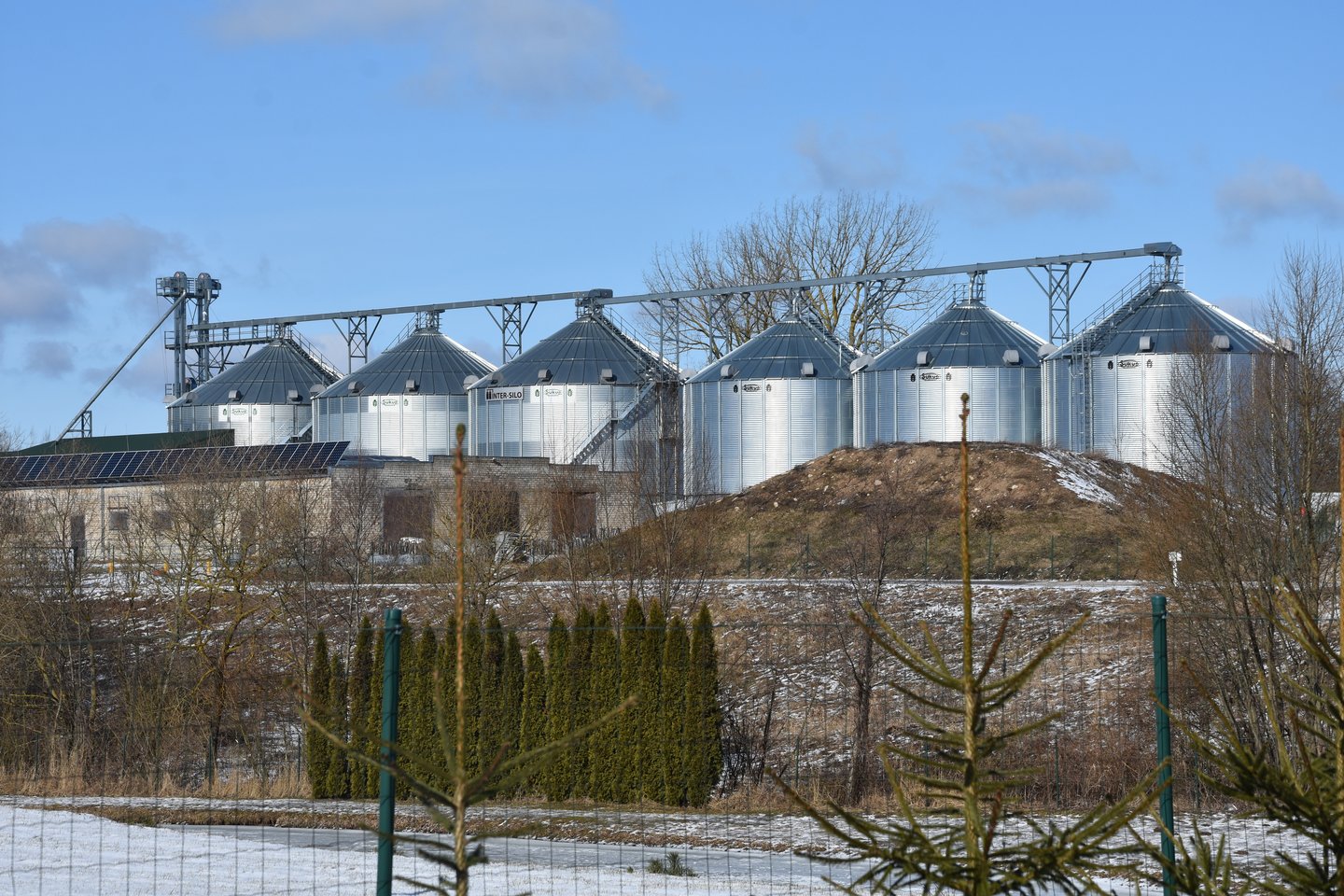 Bendrovės „Agrolinija“ auginami galvijai per žiemą laikomi specialiai įrengtuose tvartuose ant šiaudų kraiko.<br>A.Srėbalienės nuotr.