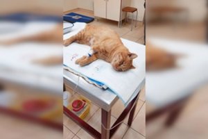 Kėdainiuose – įspėjimo šūksniai: moters šuo neišgyveno, mirtina grėsmė kilo ir katėms