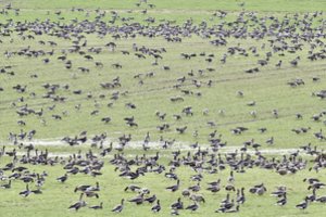 Įspūdingi vaizdai iš Žuvinto rezervato: užfiksavo tūkstančius klegančių žąsų