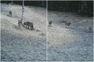 Viešvilės rezervato kamerose – nuotaikingas vaizdas: užfiksuoti smėlyje dūkstantys vilkai