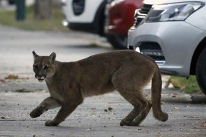Per akimirką nuo baisaus likimo: su žmona kubile atsipalaidavusį vyrą užpuolė puma