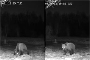 Medžiotojų kameros Rokiškio rajone užfiksavo retą svečią: klaidžiojo meška