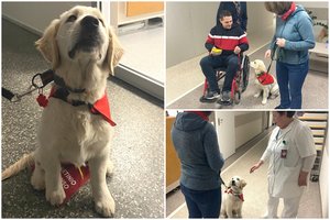 Vilniaus ligoninėje – ypatinga viešnia: 4 mėn. Raki mokėsi tapti šunimi-pagalbininku