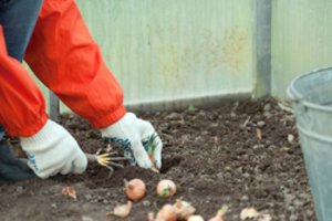 Jei šių darbų nepadarėte rudenį, į šiltnamį skubėkite dabar: tai būtina atlikti iki pirmųjų augalų sodinimo