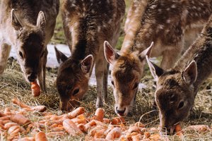 Grakštuolius danielius augino sau, o dabar į išaugusį jų parką plūsta ir lankytojai 