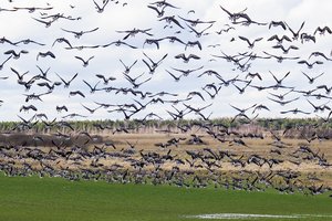 Neblaivus medžiotojas taikėsi į migruojančius paukščius: už tokį pažeidimą gresia ne tik bauda