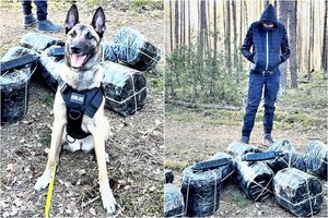 Lazdijų r. gyventojui su rūkalų kontrabanda nuo tarnybinio šuns pabėgti nepavyko
