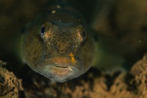 Invazinė žuvis keičia Baltijos jūros rifo buveines: dėl jos drastiškai sumažėjo midijų populiacija