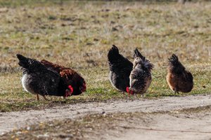 Sugrįžtantys paukščiai kelia pavojų naminiams plunksnuočiams