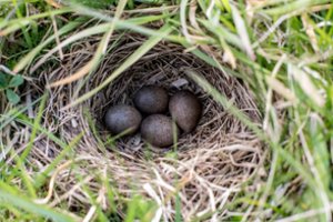 Latvijoje teismas skyrė 50 tūkst. eurų baudą už sudaužytus saugomos rūšies paukščių kiaušinius